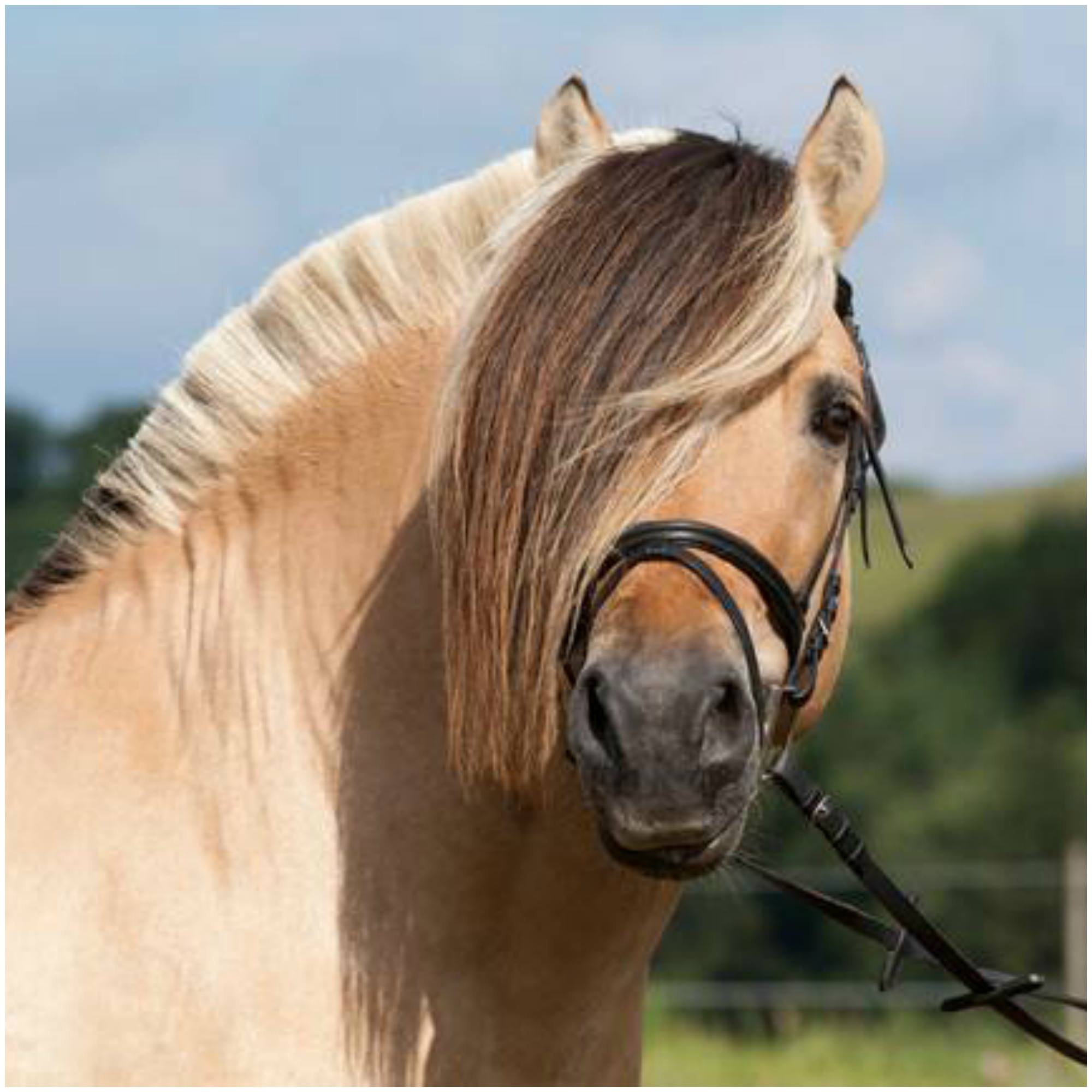 Fjord Horses